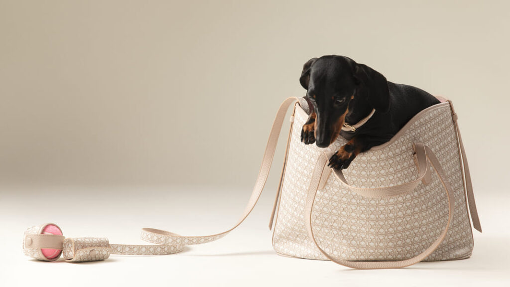 accessori-pet-di-tendenza-pe-2025-collezione-coccinelle-animali-domestici