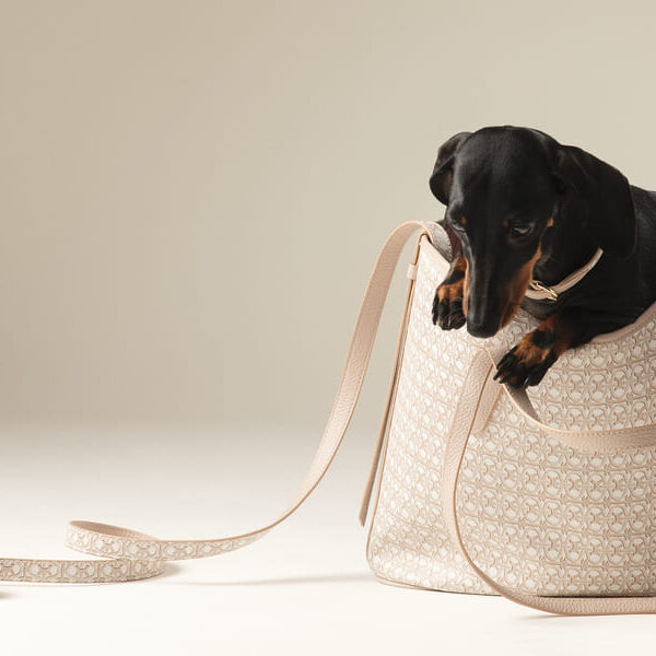 accessori-pet-di-tendenza-pe-2025-collezione-coccinelle-animali-domestici